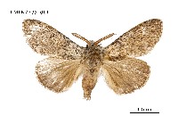 藏品(阿里山麗毒蛾)的圖片